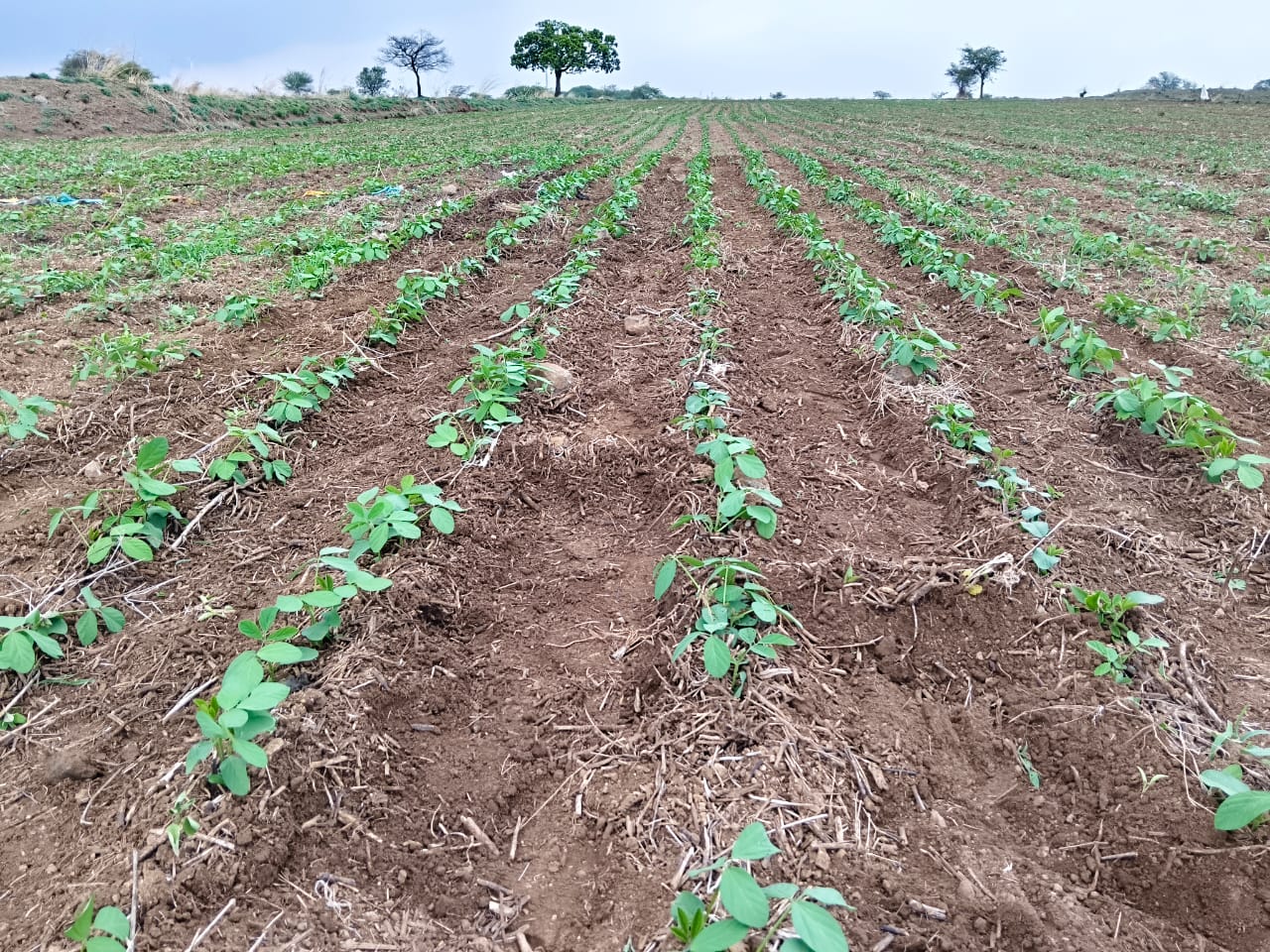 Organic Farming