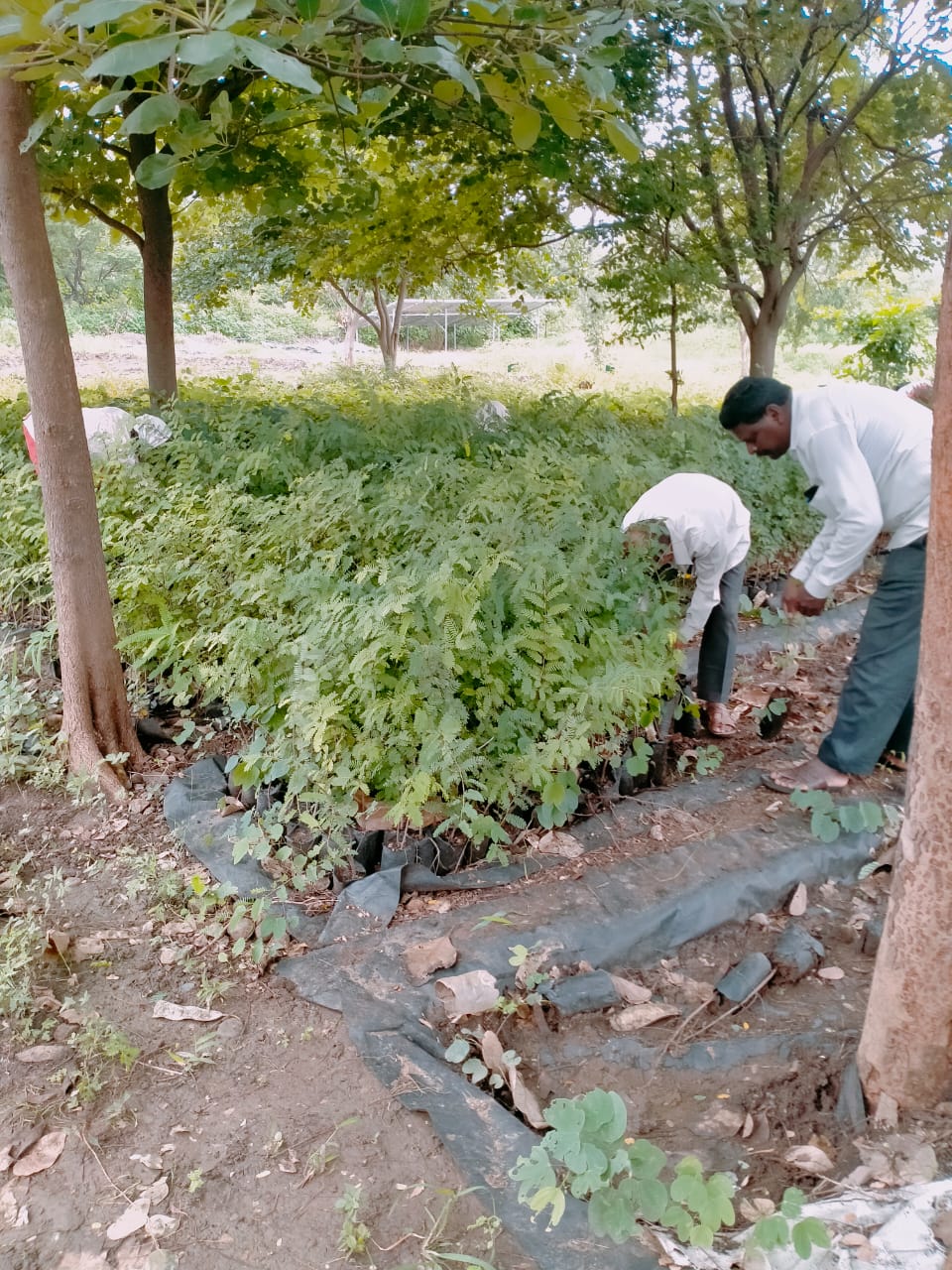 Tree Plantation