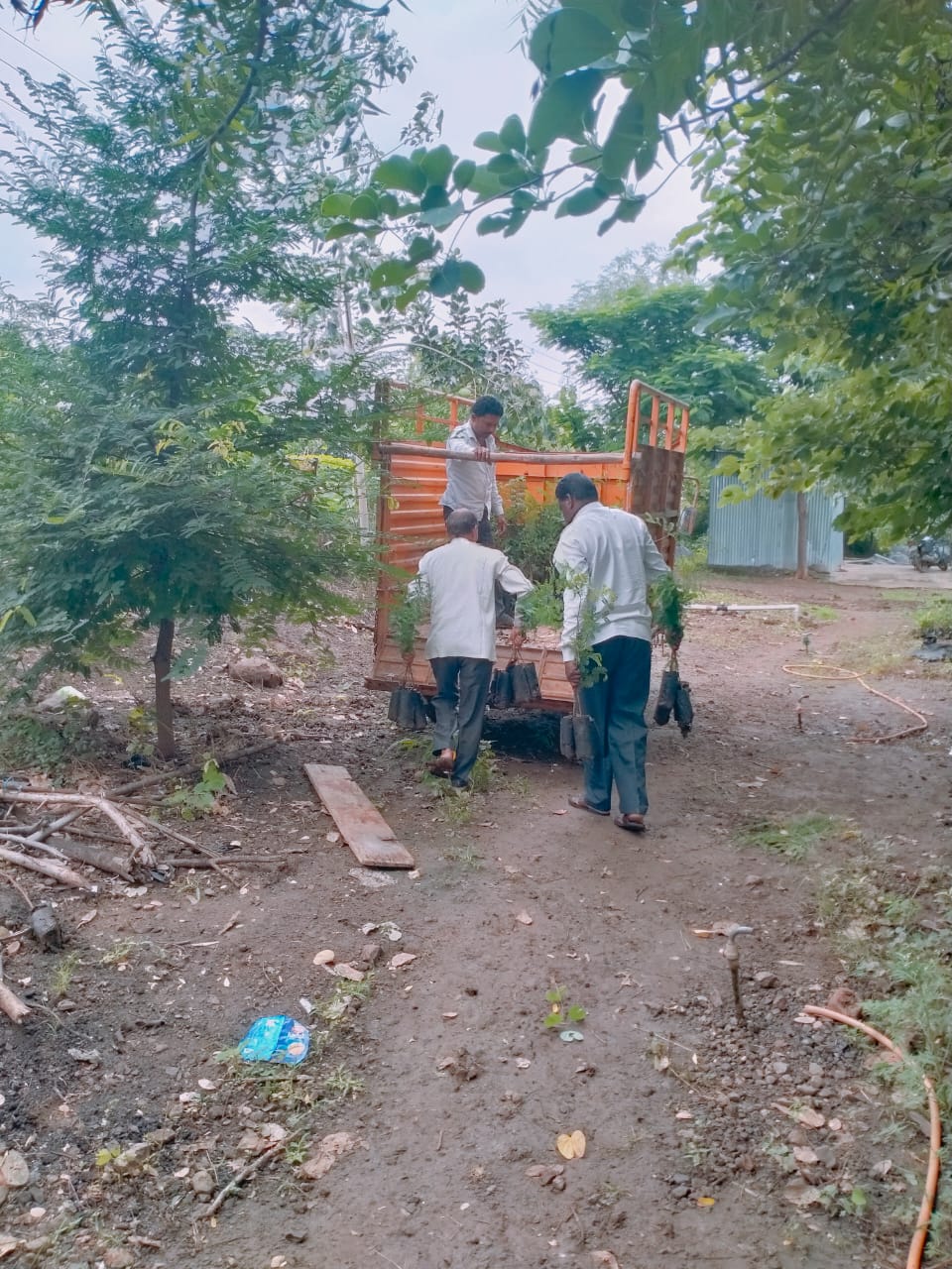 Tree Plantation